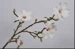 Magnolia tak creme 108 cm